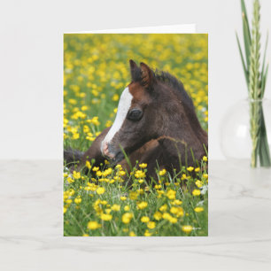 Bob Langrish Walisischer Pony Foying im Gras Karte