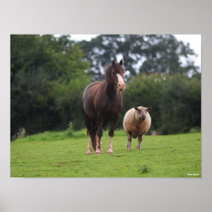 Bob Langrish Walisischer Pony Mare Stehend mit S Poster