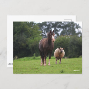 Bob Langrish   Walisischer Pony Mare Stehend mit S Postkarte