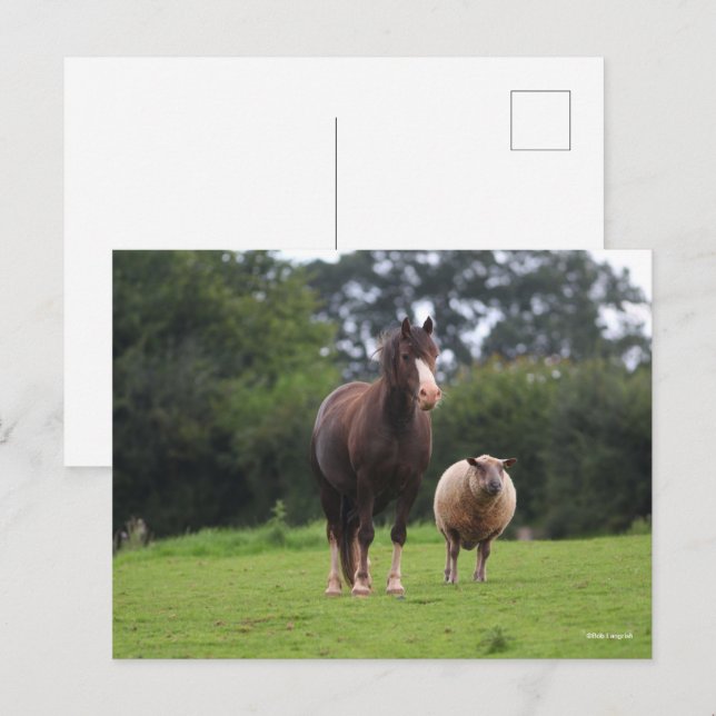 Bob Langrish | Walisischer Pony Mare Stehend mit S Postkarte (Vorne/Hinten)