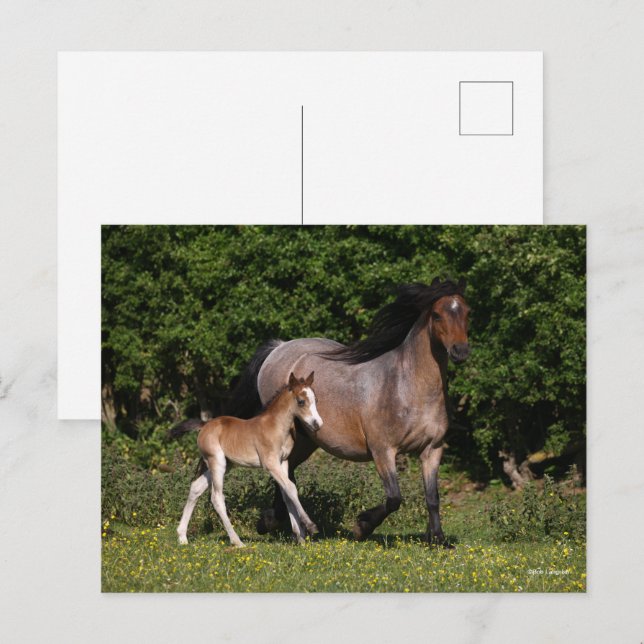 Bob Langrish | Walisischer Pony Mare und Foal Runn Postkarte (Vorne/Hinten)