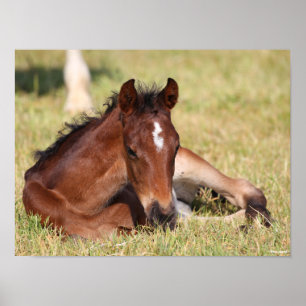 Bob Langrish Warmblut, das im Gras liegt Poster