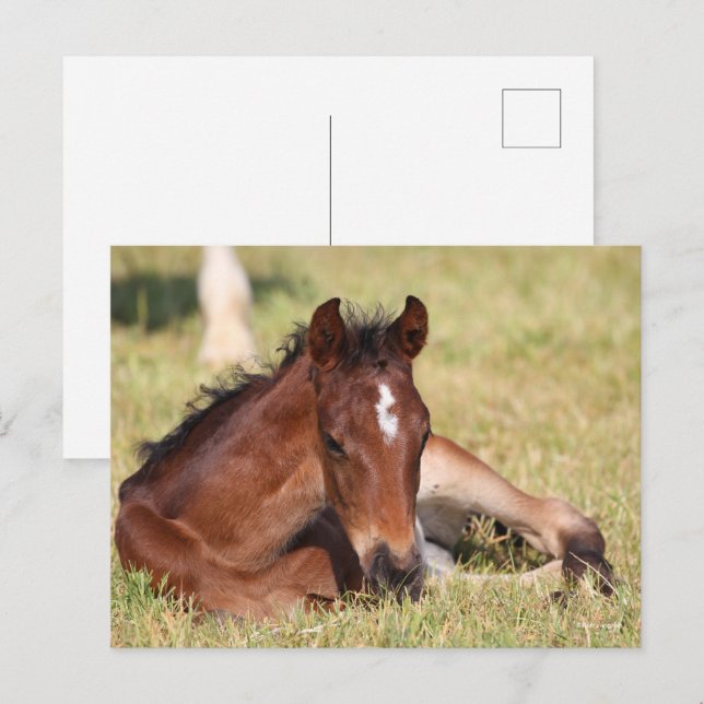 Bob Langrish | Warmblut, das im Gras liegt Postkarte (Vorne/Hinten)