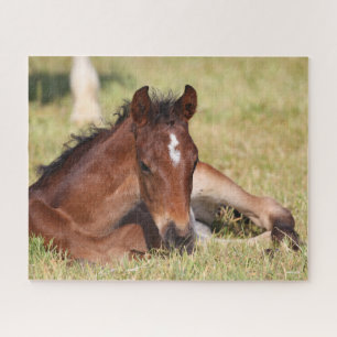 Bob Langrish   Warmblut im Gras liegen