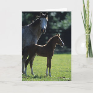 Bob Langrish   Warmblut Mare and Foal Backlit Karte