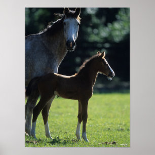 Bob Langrish Warmblut Mare and Foal Backlit Poster