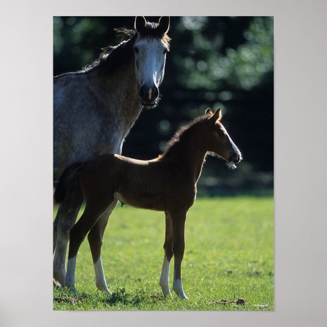 Bob Langrish | Warmblut Mare and Foal Backlit Poster (Vorne)