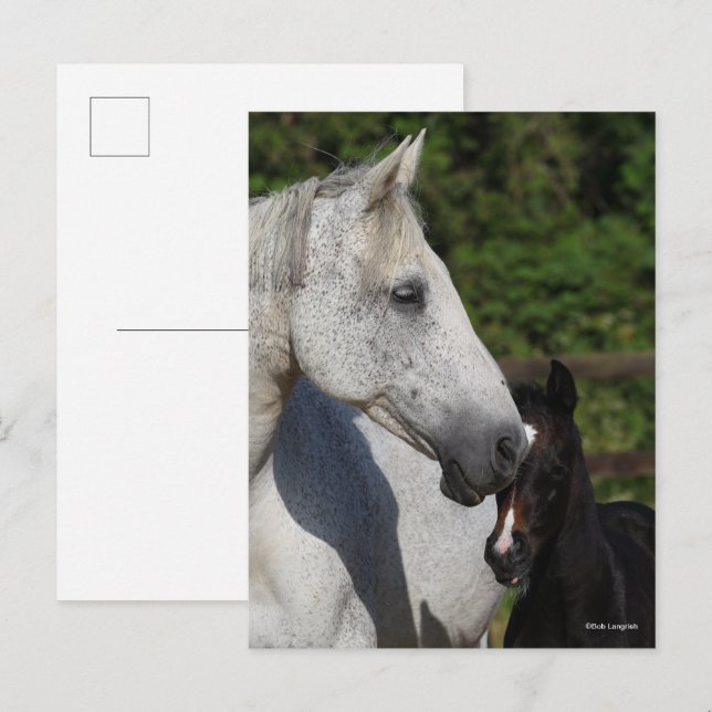 Bob Langrish | Warmblut-Mare- und Fotopapier Postkarte (Vorne/Hinten)
