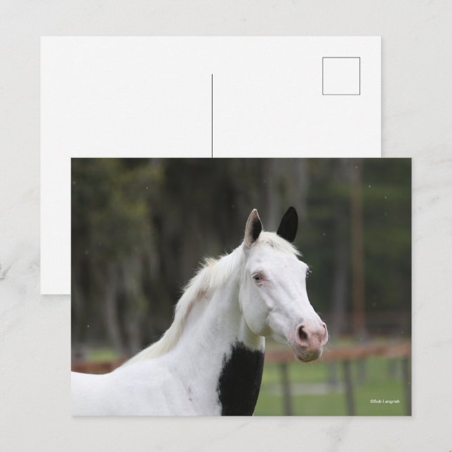 Bob Langrish | Warmblut-Pinto-Pferdekopf Postkarte (Vorne/Hinten)