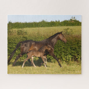 Bob Langrish Warmblut und Foal Walking