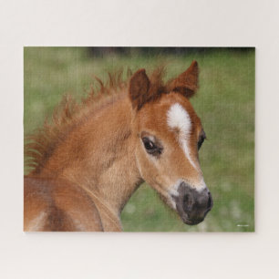 Bob Langrish Welsh Pony Foal Headshot