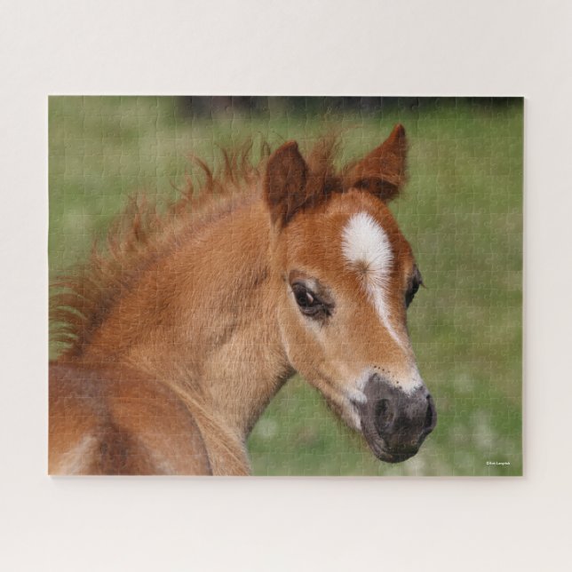 Bob Langrish | Welsh Pony Foal Headshot (Horizontal)