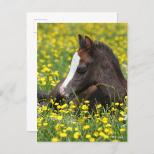 Bob Langrish   Welsh Pony Foal Resting In Flowers Postkarte