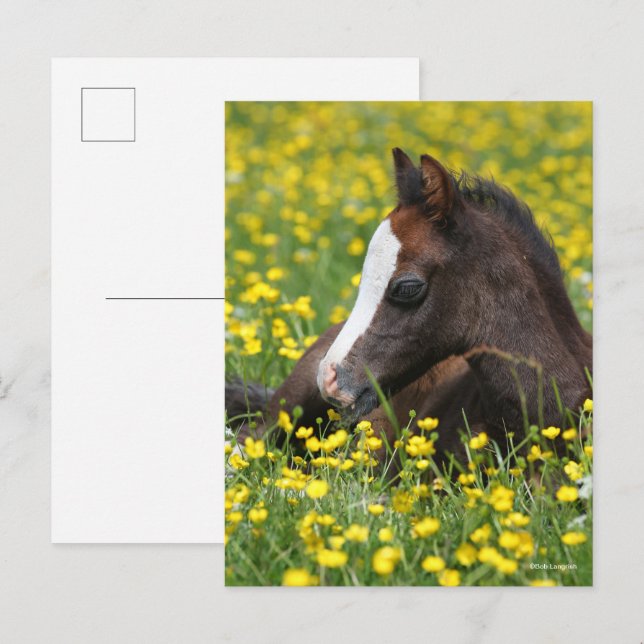 Bob Langrish | Welsh Pony Foal Resting In Flowers Postkarte (Vorne/Hinten)