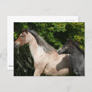 Bob Langrish   Welsh Pony Mare and Foal Headshot Postkarte