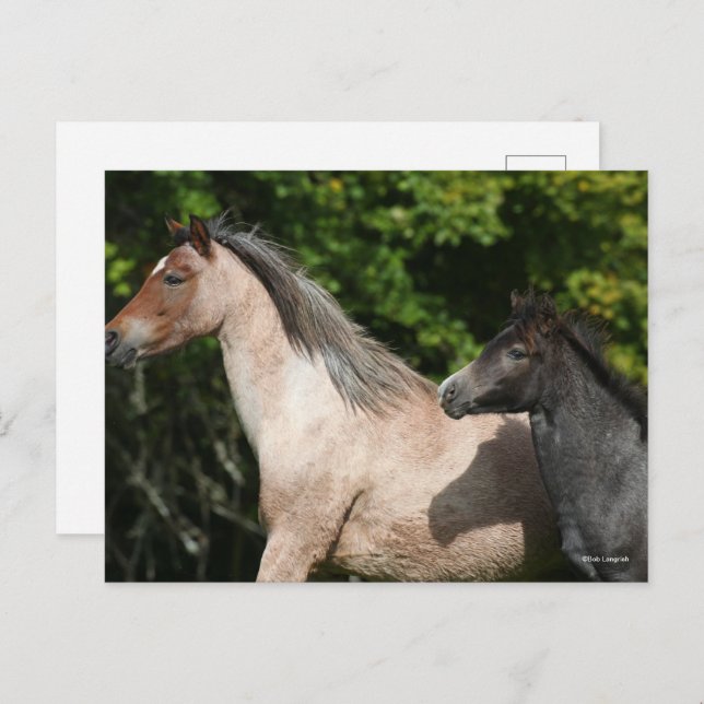 Bob Langrish | Welsh Pony Mare and Foal Headshot Postkarte (Vorne/Hinten)