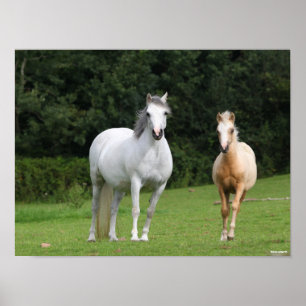 Bob Langrish Welsh Pony Mare and Foal Poster