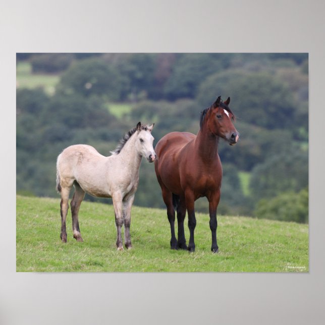 Bob Langrish | Welsh Pony Mare and Foal Stehend Poster (Vorne)