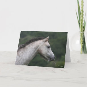 Bob Langrish   Welsh Section A Pony Headshot Karte