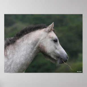 Bob Langrish Welsh Section A Pony Headshot Poster