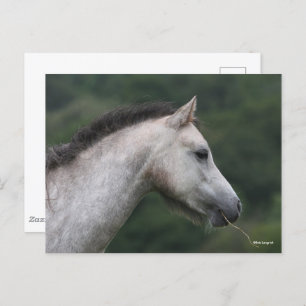 Bob Langrish   Welsh Section A Pony Headshot Postkarte