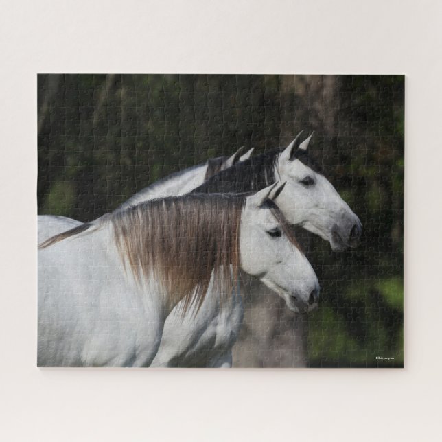 Bob Langrish | Zwei Andalusier Stehend (Horizontal)