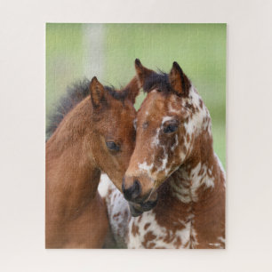 Bob Langrish Zwei Appaloosa Foals Meeting