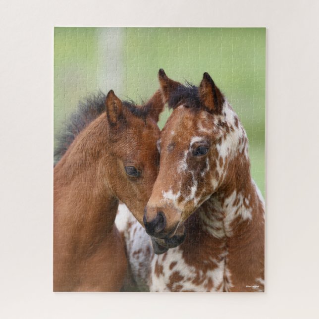 Bob Langrish | Zwei Appaloosa Foals Meeting (Vertikal)