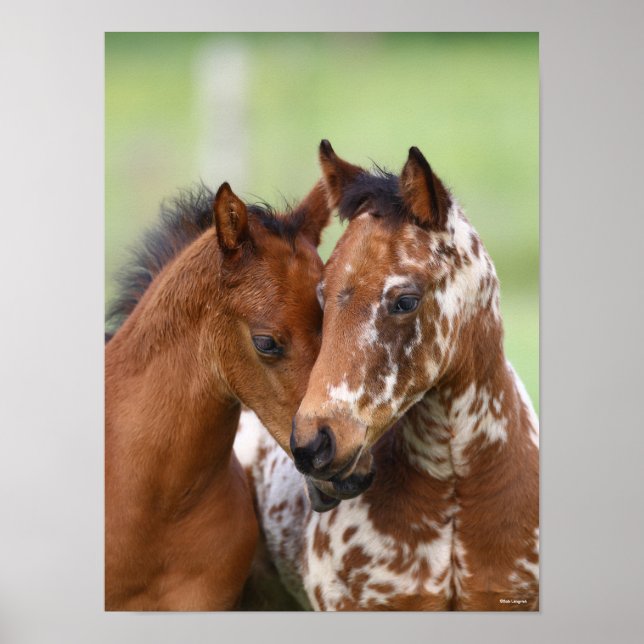 Bob Langrish | Zwei Appaloosa Foals Meeting Poster (Vorne)