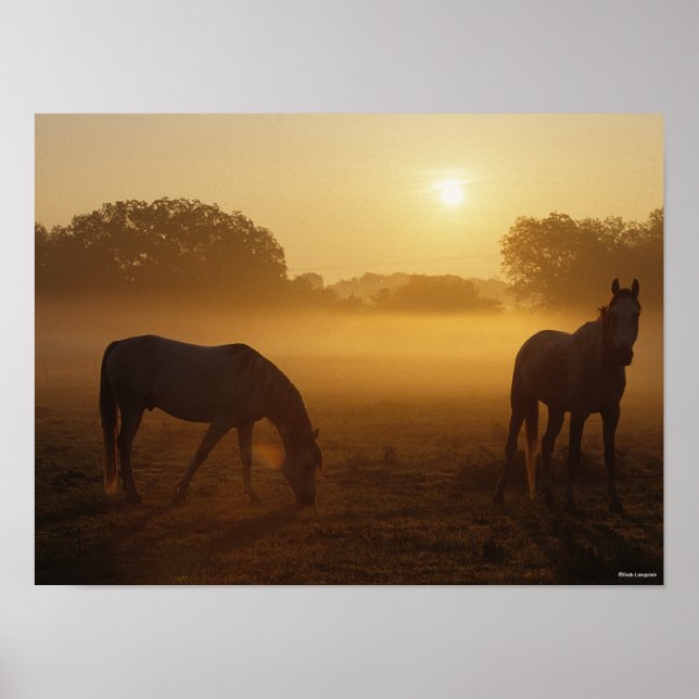 Bob Langrish zwei Araber Stehend in Nebel bei Sonn Poster (Vorne)