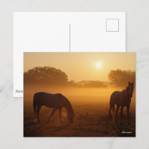 Bob Langrish zwei Araber Stehend in Nebel bei Sonn Postkarte