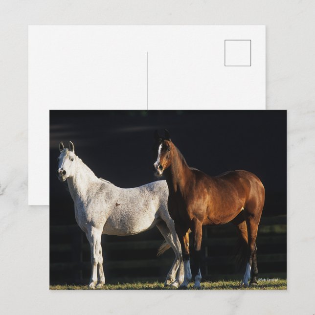 Bob Langrish | Zwei arabische Maden, die im Sonnen Postkarte (Vorne/Hinten)