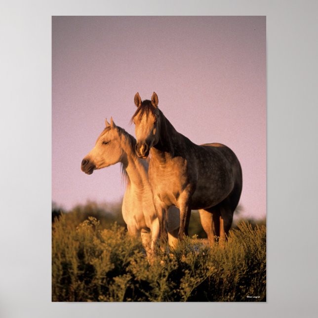 Bob Langrish | Zwei arabische Pferde Stehend bei S Poster (Vorne)