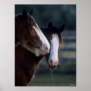 Bob Langrish Zwei Clydesdale Pferde Headshot Poster