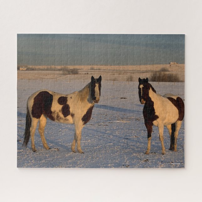 Bob Langrish | Zwei farbige Pferde im Schnee (Horizontal)