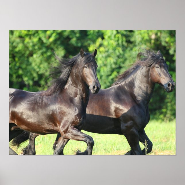 Bob Langrish | Zwei Friesianer laufen zusammen Poster (Vorne)