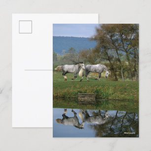 Bob Langrish Zwei Gemeine Warmblüten am See Postkarte