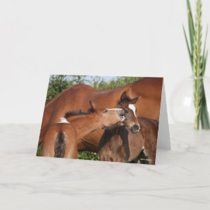 Bob Langrish Zwei irische Pferdefohlen spielen Karte