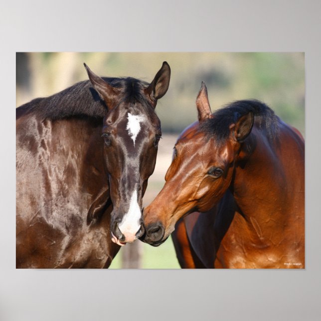 Bob Langrish | Zwei kanadische Sportpferde Poster (Vorne)