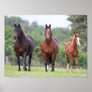 Bob Langrish Zwei mit Foal Stehende walisische P Poster