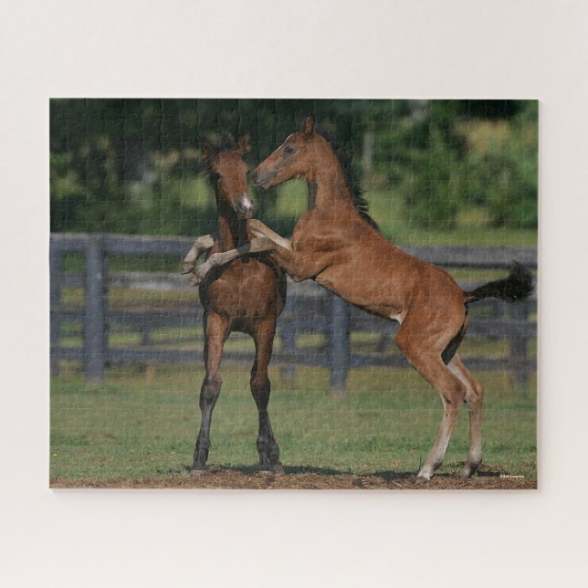 Bob Langrish | Zwei Morgan Foals (Horizontal)