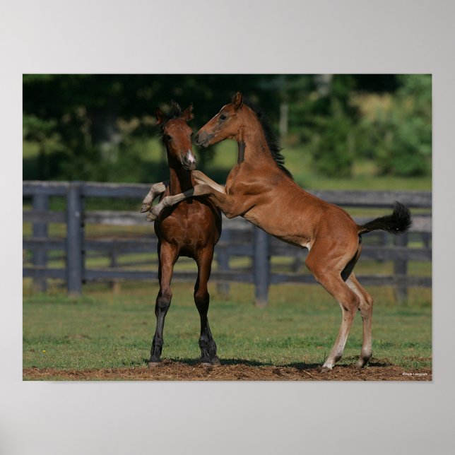 Bob Langrish | Zwei Morgan Foals Poster (Vorne)