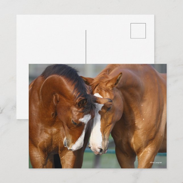 Bob Langrish | Zwei Pferdeköpfe zusammen Postkarte (Vorne/Hinten)