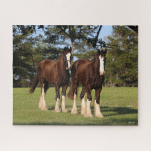 Bob Langrish Zwei Shire Horse Youngsters Stehend