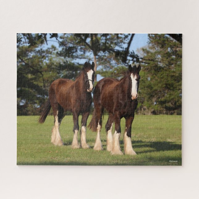 Bob Langrish | Zwei Shire Horse Youngsters Stehend (Horizontal)