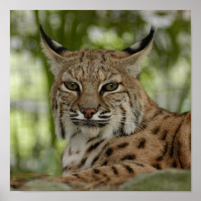 Bobcat 2_11x11 poster (Vorne)
