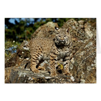 Bobcat auf den Felsen