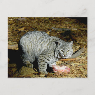 Bobcat ... Bearizona Postkarte