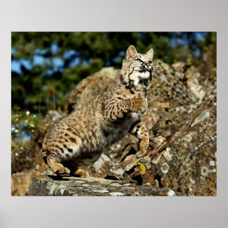 Bobcat - bereit zum Pointieren Poster