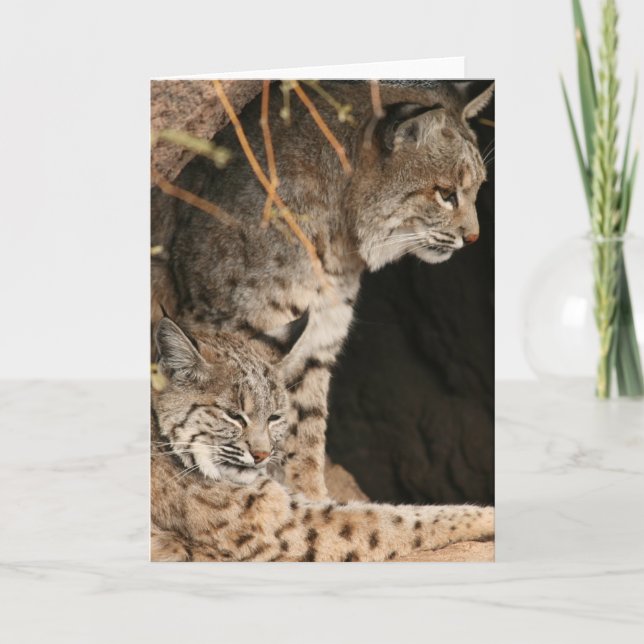 Bobcat Fotos Greetigcard Karte (Vorderseite)